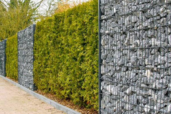 забор из габионов и кустами