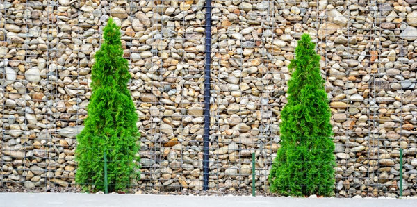 забор из габионов и туи